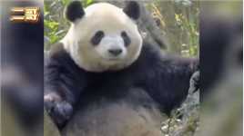 大熊猫如意在俄罗斯长胖40斤，变成“战斗熊猫”，丫丫近况引担忧# 国宝熊猫 # 大熊猫如意 # 国宝不愧是国宝  关注主播不迷路！！！