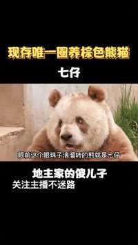 现存唯一圈养棕色大熊猫，七仔！地主家的傻儿子 # 熊猫 # 国宝大熊猫 # 熊猫七仔 # 大熊猫 # 七仔 