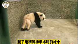 大熊猫缘小一“脱”成名，围观吃瓜摔断腿，脱毛
