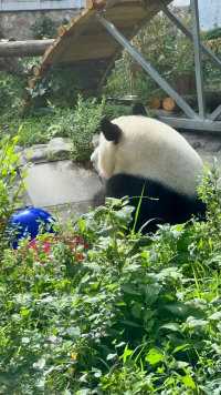 7萌兰在偷听姨姨们的彩虹屁吗。# 大熊猫 # 大熊猫
