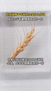 两千年前的小麦！