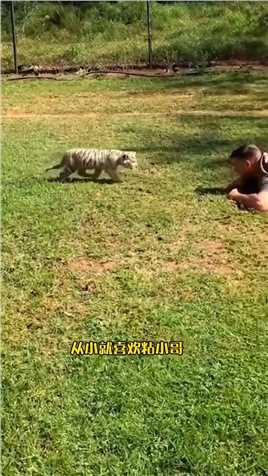 #旦增尼玛梦回西藏#梦回西藏国外小哥收养了只小白虎当宠物，三年后没想到它竟然如此霸气#白虎#神奇动物在