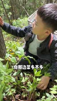 挖个菜……丢个筐   