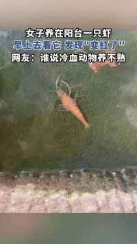 女子养在阳台一只虾，早上去看它，发现变红了，网友：谁说冷血动物养不熟