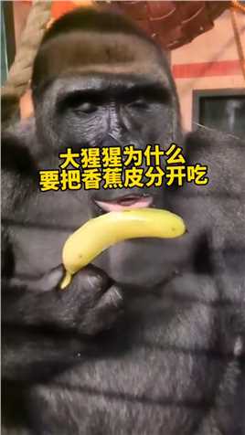 大猩猩吃香蕉为什么要把香蕉皮和果肉分开吃