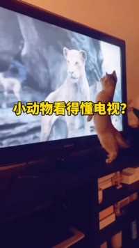 小动物能不能看得懂电视里面播放的内容？