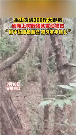 安徽庐江居民丁大哥采山货时遇300多斤大野猪，危急时刻，丁大哥爬上树躲过一劫