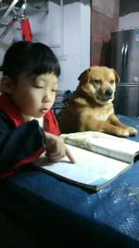 #狗狗也有蒙圈的时候 🐶小祖宗啊，一早起来就让我陪你读书。我瞌睡都没睡醒啊。这一天天的，要不是为了一日三餐