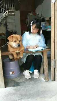 这么可爱的狗狗当然要宠着啊 🐶上午陪你读书，下午还要陪你写作业。等一下晚上还要陪你看电视吧。你个老六，