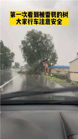 第一次看到被雷劈的树，雷雨天气，大家行车注意安全