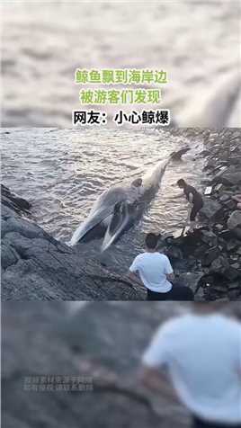 鲸鱼飘到海岸边，被游客们发现，网友：小心鲸爆