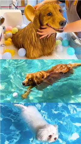 狗子们太会享受了，漏天大泳池，美女马萨基，简直就是狗生巅峰，太羡慕了.