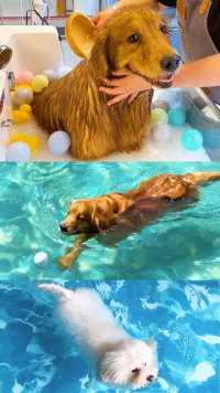 狗子们太会享受了，漏天大泳池，美女马萨基，简直就是狗生巅峰，太羡慕了