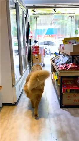 狗狗太懂事了，主人做饭没菜了，狗子自己竟然去市场买菜