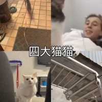 四大猫猫#四大猫猫#四大系列#四大