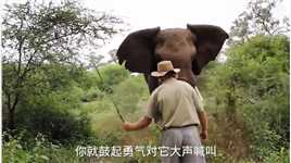 #如果在野外被大象袭击该如何自救