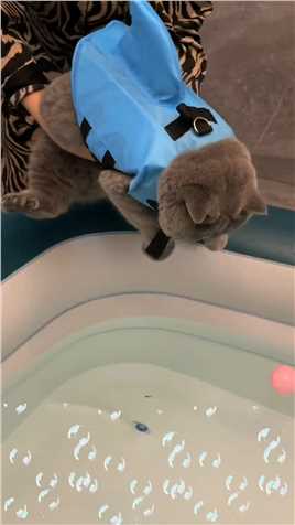 福福游泳记记录猫咪日常猫咪游泳法米娜--