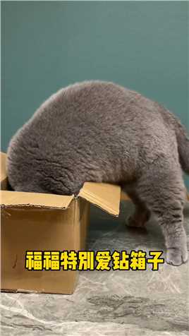 福福：这箱子我钻了但我又好像没钻啊猫咪的迷惑行为家有傻猫-