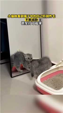 小猫咪看到镜子中的自己吓到炸毛，不断威胁，甚至打了起来