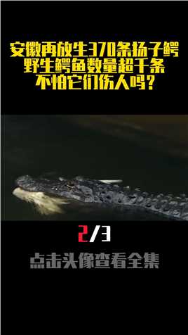 安徽再放生370条扬子鳄，野生鳄鱼数量超千条，不怕它们伤人吗？（二）