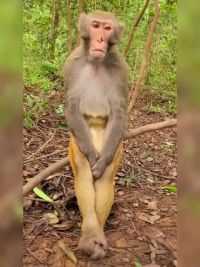 猴子 #实拍 #野生动物 #动物世界