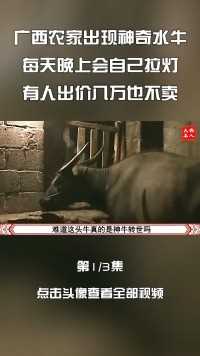 广西农家出现神奇水牛，每天晚上会自己拉灯，有人出价八万也不卖 (3)