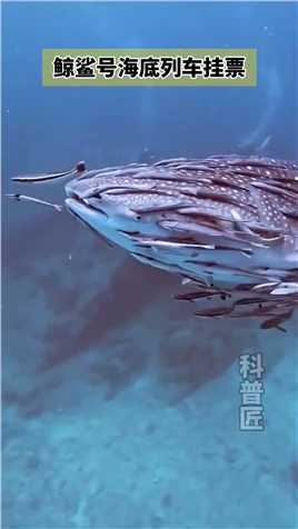 鲸鲨，是世界上最大的鱼类。这挂票物超所值!#动物世界 #海底世界 #鲸鲨