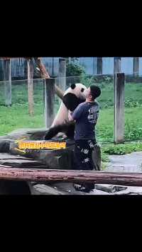 大熊猫渝可主动搂脖子抱太可爱了 
