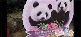 大熊猫梅兰肉肉生日快乐 #大熊猫梅兰肉肉 
