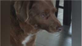 最长寿的狗狗，已经三十一岁，打破吉尼斯世界纪录
