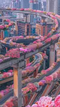 杭州高架桥月季盛开了，当你开车经过时，扑面而来的浪...