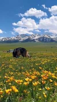 六月的新疆已经美出了天际，你想和谁一起来！ #