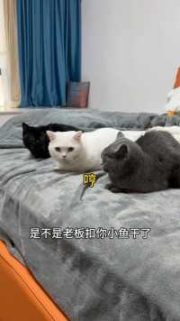 原来猫猫民宿真的有猫猫，还是黑白灰三只，太可爱了