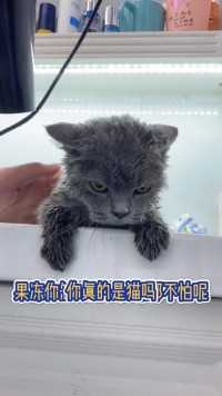 越来越怀疑果冻不是猫了