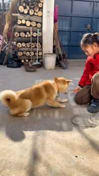 一人一狗玩了一小时了，也不知道这是在干嘛！