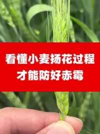 小麦扬花你能看懂吗？#农作物农技110 #大地耕春 #三农