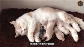 母猫经过8小时的生产，成功产下6只小猫，看完过程才明白母爱伟大
