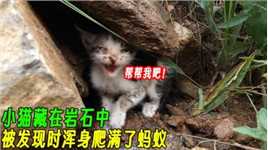 在岩石缝中发现脏兮兮的小猫，最后成功让小猫从警惕到躺平！
