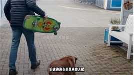 这只狗狗酷爱玩滑板，没想到还真让它自学成才，真是太牛了！