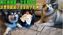 两只狗狗见到人类幼崽的反应太暖心，每日寸步不离守护在宝宝身边