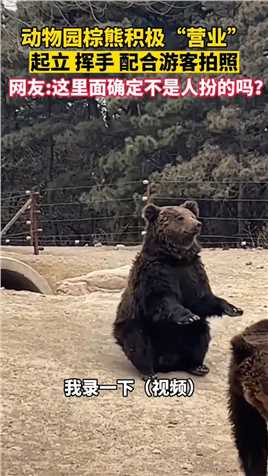 动物园熊熊积极营业，起立、挥手、配合游客拍摄。网友：这绝对是院长假扮的 #死号 