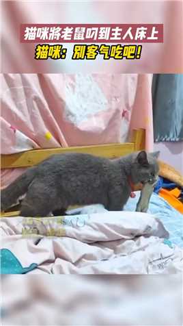 猫咪将老鼠叼到主人床上，猫咪：别客气吃吧！
