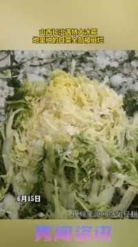 山西长治遇特大冰雹 地里种的白菜全部被砸烂