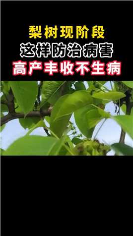 梨树现阶段，这样防治病害，高产丰收不生病#小妙招大用处 