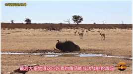 一匹角马河边饮水，结果被黑曼巴蛇给嘎了一口角马羚羊黑曼巴野生动物零距离