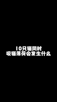 当我不小心把猫薄荷水拖满整个客厅小奶喵铲屎官的乐趣小米洗地机