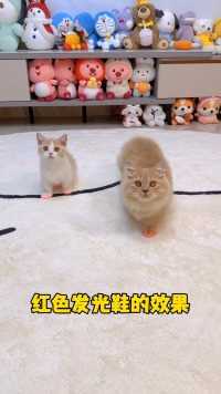 当我同时让猫咪穿上两个颜色的发光鞋铲屎官的乐趣小奶喵宅家治愈记万物可爱计划