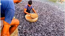 印度高密度鲶鱼养殖#养殖 #鱼 #养鱼
