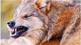 野狼频繁袭击家畜，愤怒的游牧民族拿起猎枪开始击杀狼 