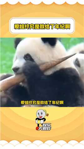 原来一岁多的熊猫宝宝是吃不了笋子的。
